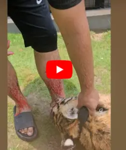 Pet Tiger Attack! Owner’s Terrifying Encounter