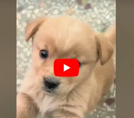 This Puppy Is the Cutest Thing That You Will See Today!